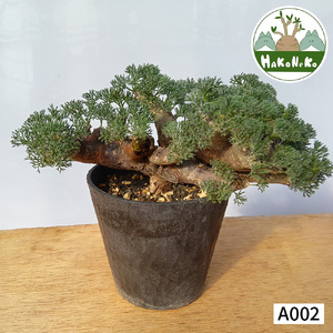 サルコカウロン・ムルチフィズム (発根管理済) A002｜観葉植物 コーデックス 盆栽 鉢植え インテリア ハコネコ [0674]