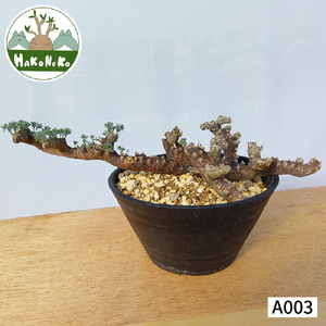 サルコカウロン・ムルチフィズム (発根管理済) A003｜観葉植物 コーデックス 盆栽 鉢植え インテリア ハコネコ [0675]