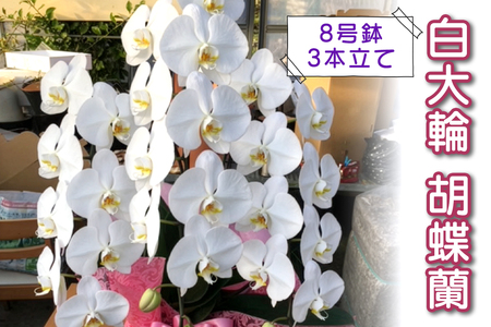 [予約受付] やない洋蘭園 白大輪胡蝶蘭 (8号鉢/3本立て)|花 ギフト 洋ラン お祝い 誕生日 記念日 敬老の日 長寿祝い 開店祝い 移転 開院 内祝い 発表会 [0671]