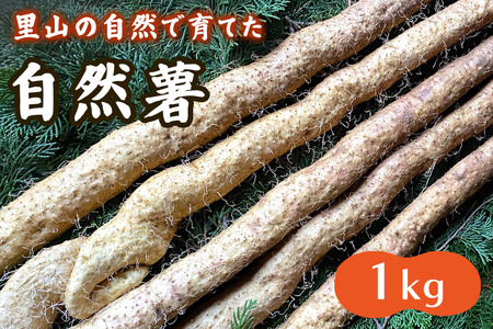 里山の自然で育てた「自然薯 1kg」|上総自然学校 里山 禅寺 真光寺 芋 袖ケ浦 千葉 [0705]