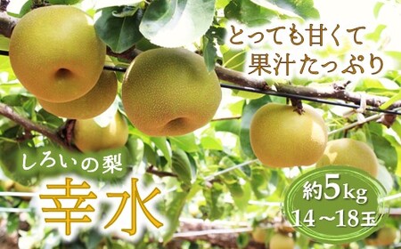 【予約受付】しろいの梨 幸水 5kg 14～18玉