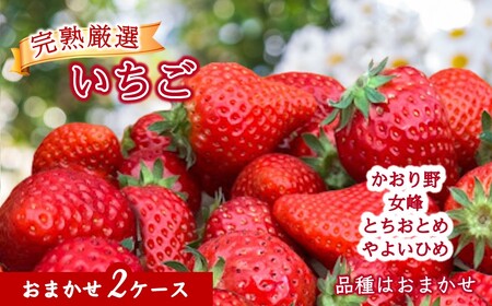 [来年1月中旬頃発送]厳選いちご 2ケース かおり野 女峰 とちおとめ やよいひめ 美味しい イチゴ 苺 完熟 甘い 新鮮 朝採り おすすめ 高級 果物 フルーツ ストロベリー