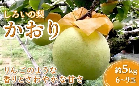 [今秋収穫分・予約受付]かおり 梨 5kg 6〜9玉 しろいの梨 甘い 美味しい おすすめ