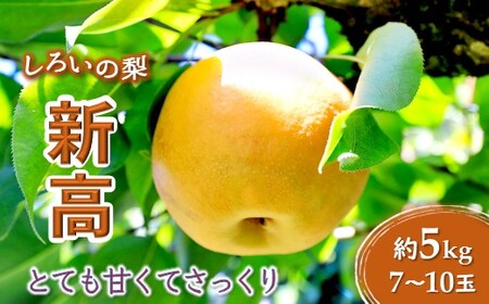[今秋収穫分予約受付]新高 5kg 7〜10玉 しろいの梨 JA西印旛農産物直売所やおぱぁく