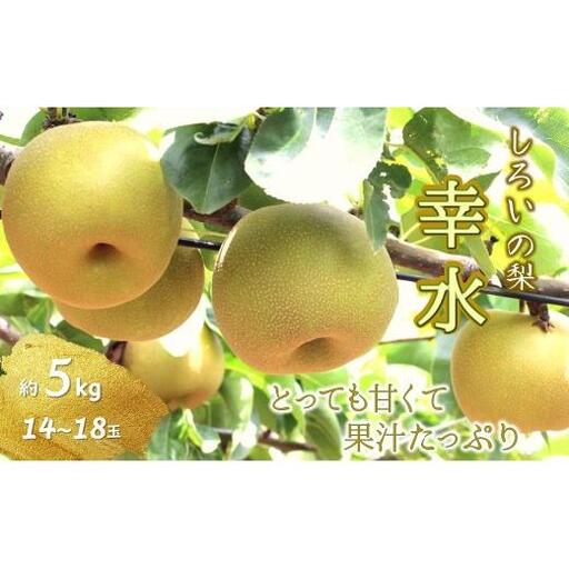 [2026年夏収穫分]幸水 5kg 14〜18玉 しろいの梨 予約受付 ジューシー 甘い 美味しい おすすめ 甘い梨 フルーツ 果物 特産品 千葉県産