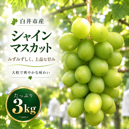 シャイン マスカット ぶどう   人気 果物 冷蔵 　3kg   大粒 高級 数量限定 期間限定 秋 旬