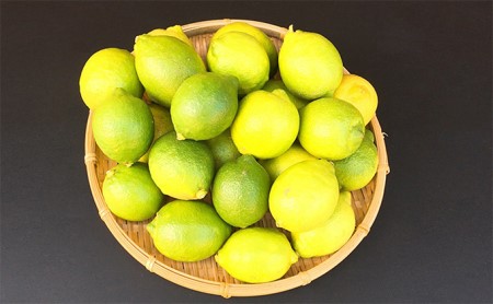 [先行受付 11月中旬ごろよりお届け]国産レモン3kg(リスボン・ユーレカ)