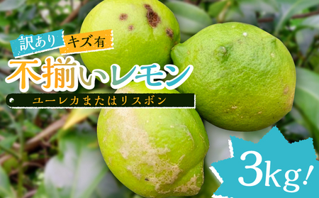 [訳あり]キズ有、不揃いレモン3kg(ユーレカまたはリスボン) mi0032-0004 国産 柑橘 果物 フルーツ ビタミン