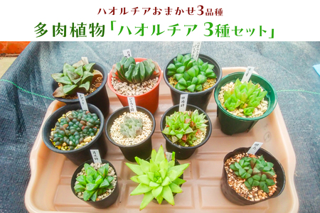 多肉植物「ハオルチア 3種セット」 mi