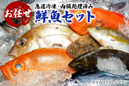 急速冷凍・内臓処理済み お任せ鮮魚セット mi