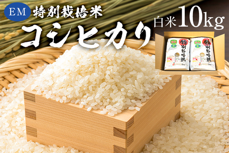 [2025年9月1日以降発送予定]白米 EM特別栽培米こしひかり10kg(5kg×2袋)[2025年産] mi0068-0005 米 ご飯 おにぎり 早期発送 食品 コシヒカリ