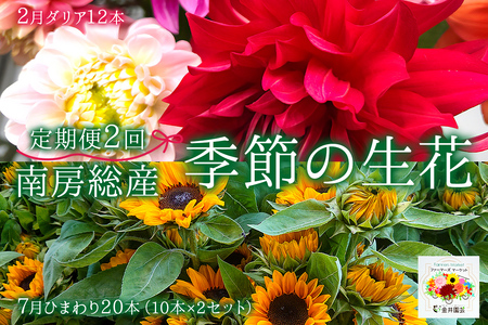 南房総産季節の生花2回定期便(2月:ダリア12本、7月:ひまわり20本) 花 植物 季節 フラワｰ 花束 切り花 mi