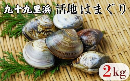 [ふるなび限定]九十九里浜産 活地はまぐり約2kg