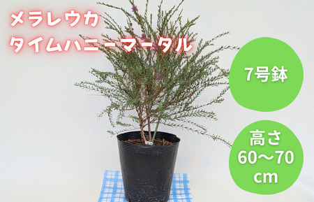 メラレウカ タイムハニーマータル / メラレウカ タイムハニーマータル 植物 観葉植物 ハーブ 鉢植え