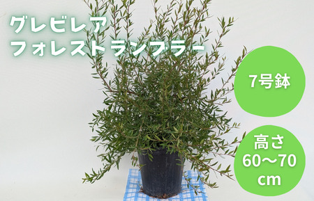 グレビレア フォレストランブラー / グレビレア フォレストランブラー 植物 観葉植物 鉢植え