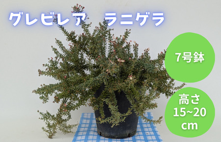 グレビレア ラニゲラ / グレビレア ラニゲラ 植物 観葉植物 鉢植え