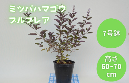 ミツバハマゴウ プルプレア / ミツバハマゴウ プルプレア 植物 観葉植物 鉢植え
