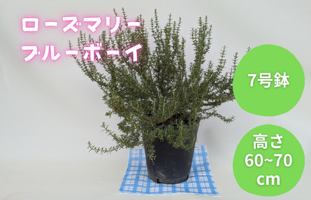 ローズマリー ブルーボーイ / ローズマリー ブルーボーイ 植物 観葉植物 ハーブ 鉢植え