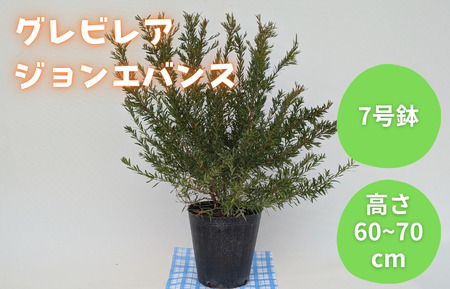 グレビレア ジョンエバンス / グレビレア ジョンエバンス 植物 観葉植物 鉢植え