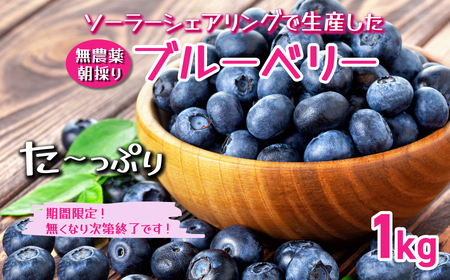 【千葉県香取市産】無農薬 生ブルーベリー1kg 夏季限定 KTRCQ001