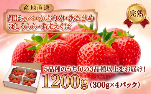 [先行予約] いちご 3品種以上 食べ比べ 約1200g 訳あり 完熟 いちご