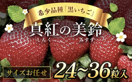 [先行予約/2024年12月配送開始]希少品種 黒いちご 真紅の美鈴 サイズお任せ 24粒〜36粒