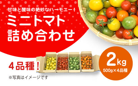 甘味と酸味の絶妙なハーモニー! ミニトマト 詰め合わせ 2kg(500g×4品種)/ ふるさと納税 やさい 野菜 とまと トマト ミニトマト 赤 黄 緑 茶色 カラフル 詰め合わせ 千葉県山武市