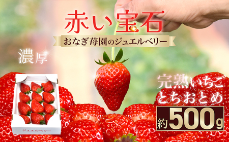 [先行予約][1月下旬から発送]赤い宝石 おなぎ苺園のジュエルベリー 完熟いちご とちおとめ 約500g