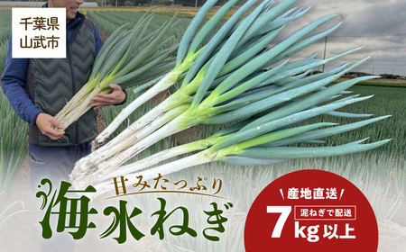 [先行予約][発送期間は12月〜2月]地元の道の駅オライはすぬまで大人気の農家から直送! 山武市で限定栽培のミネラルが豊富で甘みたっぷりの「海水ネギ」7kg以上(泥ネギでドドンと配送)