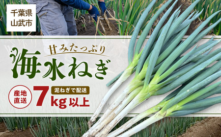 [山武市限定栽培]泥ネギでドドンと配送!ミネラル豊富で甘みたっぷりの「海水ネギ」7kg以上 / 地元の道の駅オライはすぬま大人気農家から直送! [発送期間は12月〜2月] / 地元道の駅オライはすぬま大人気農家から直送!