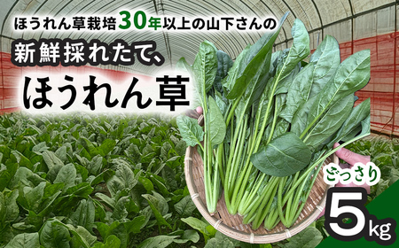 ほうれん草!どっさり 5kg [栽培30年以上の山下さんの新鮮採れたてほうれん草]