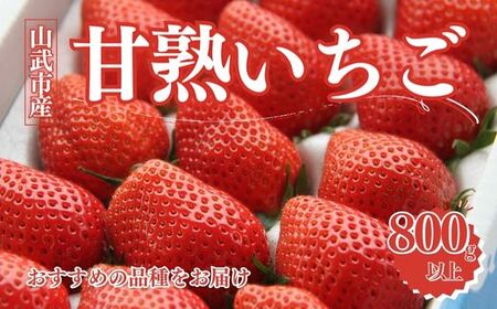 [2月から発送]山武市産 甘熟いちご 800g以上 おすすめの品種をお届け /ふるさと納税 いちご イチゴ 苺 果物 くだもの フルーツ 旬のくだもの 季節のフルーツ 千葉県 山武市