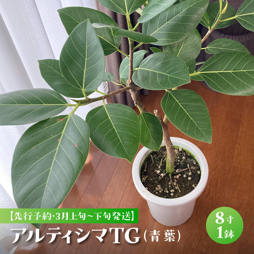 [先行予約・3月上旬〜下旬発送]アルティシマTG(青葉)8寸