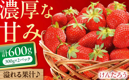 けんたろう 600g(300g×2トレー)[喜茂別町][永島農園] イチゴ いちご 苺 フルーツ 果物 季節限定 期間限定 冷蔵発送[AJAR003]