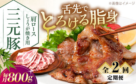 yS2ցzcq [X 傤Ăp 800g (200g×4P) ؓ XCX [AJAP139]