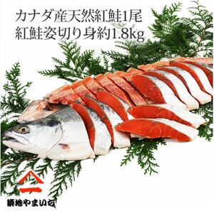 天然紅鮭 1尾姿切身 甘塩 約1.8kg【配送不可地域：離島】【1429656】