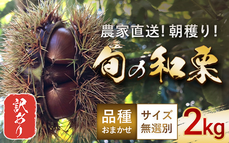 [期間限定!][訳あり]旬の和栗 2kg サイズ無選別 品種おまかせ 朝穫り 農家直送 [ ふるさと納税 人気 おすすめ ランキング 栗 くり 渋栗 甘栗 訳あり 無選別 千葉県 大網白里市 送料無料 ]