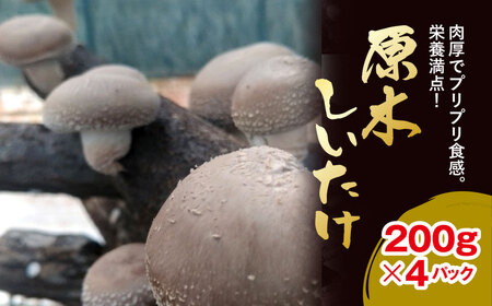 原木しいたけ 200g×4パック [ ふるさと納税 人気 おすすめ ランキング しいたけ 椎茸 茸 きのこ パック 大容量 千葉県 大網白里市 送料無料 ]