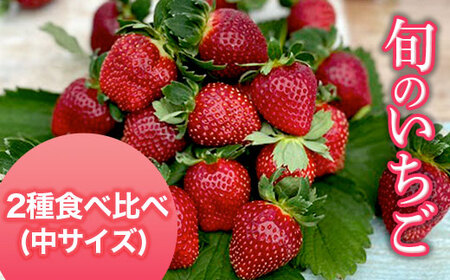 【2025年1月発送開始】＜旬のいちご＞2種食べ比べ（中サイズ） AB005