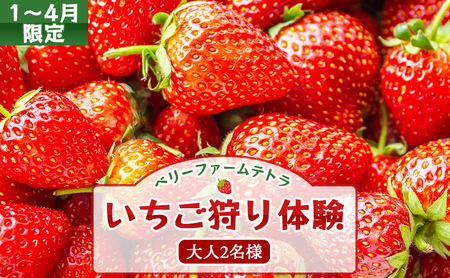 [1〜4月限定]甘くてジューシー!ベリーファームテトラのいちご狩り体験(大人2名)[020-a001]
