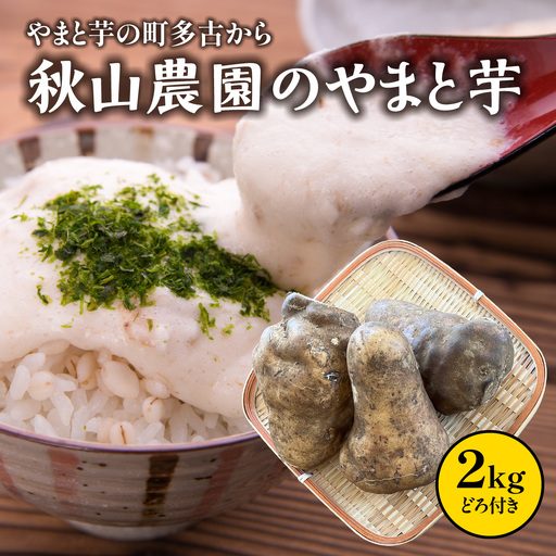 やまと芋の町!多古から「秋山農園のやまと芋」2kg(どろ付き)_野菜 自然薯 根菜 じねんじょ ジネンジョ [配送不可地域:離島・沖縄県]T