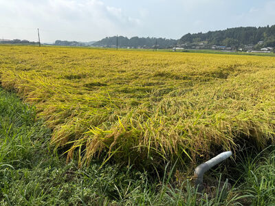 多古米セレクション 柏原徹さんの多古米コシヒカリ 精米5kg 令和7年産[配送不可地域:離島]米 白米 精米 千葉県産