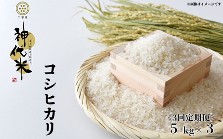 [3回定期便]神代米(コシヒカリ) 精白米 5kg / 米 こめ コメ ごはん ご飯 コシヒカリ こしひかり 令和7年産 新米 精米 5kg 定期便 送料無料