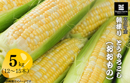 東庄町産 朝採り とうもろこし(おおもの) 5kg / とうもろこし トウモロコシ おおもの 朝採り 産地直送 千葉県 東庄町 送料無料