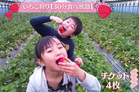 【磯山観光いちご園】いちご狩り30分食べ放題チケット4枚 いちご 苺 イチゴ 体験チケット いちご狩り 果物狩り 体験 イベント 千葉県 東庄町