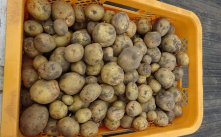 まなびファーム 令和8年産じゃがいも2.2kg 野菜 根菜 国産 新じゃがいも ジャガイモ きたあかり 新じゃが ポテト 食材 九十九里町 千葉県