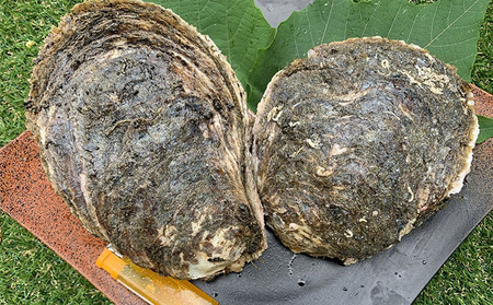 牡蠣 職人漁師が採る最高級天然 茂牡蠣 7月〜8月採れ 1個1kg以上サイズ 岩牡蠣 生牡蠣 貝 海鮮 魚介 魚介類 かき