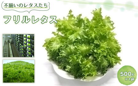 不揃いのレタスたち(フリルレタス)500g×1袋
