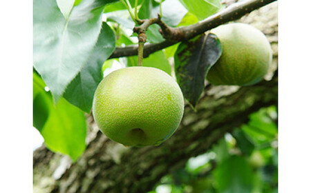 梨（かおり）（約５kg）【2026年発送分】