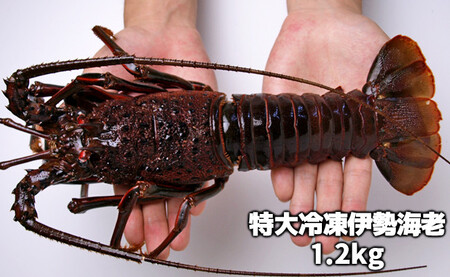活〆冷凍伊勢海老 1.2kg